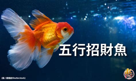 小型招財魚|一文睇清招財魚種類 